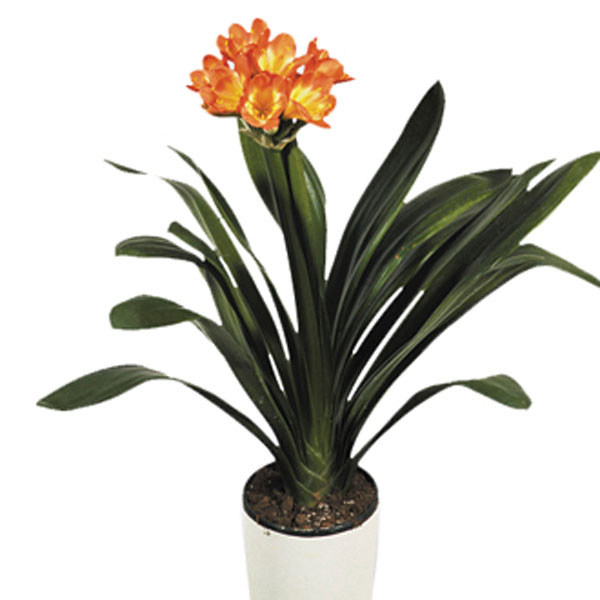 Natal Lily, Bush Lily (Clivia minata)