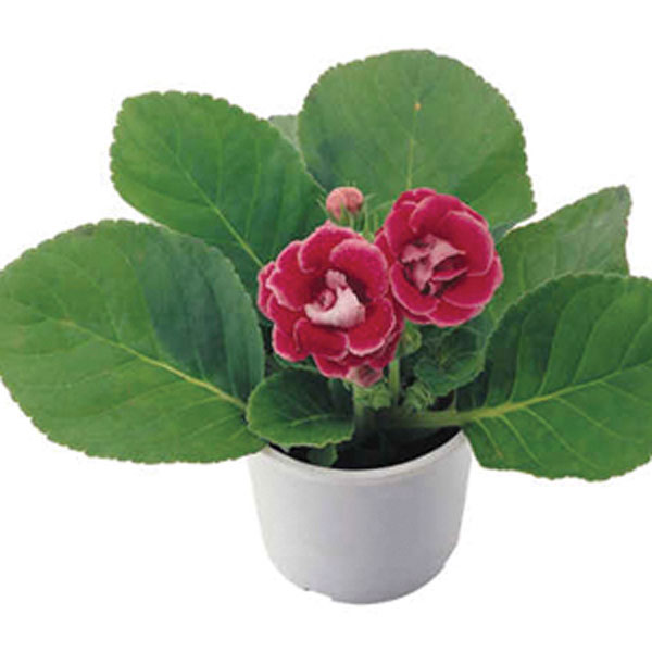 Gloxinia (Sinningia speciosa)