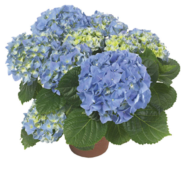 Hydrangea Indoors (Hydrangea macrophylla)