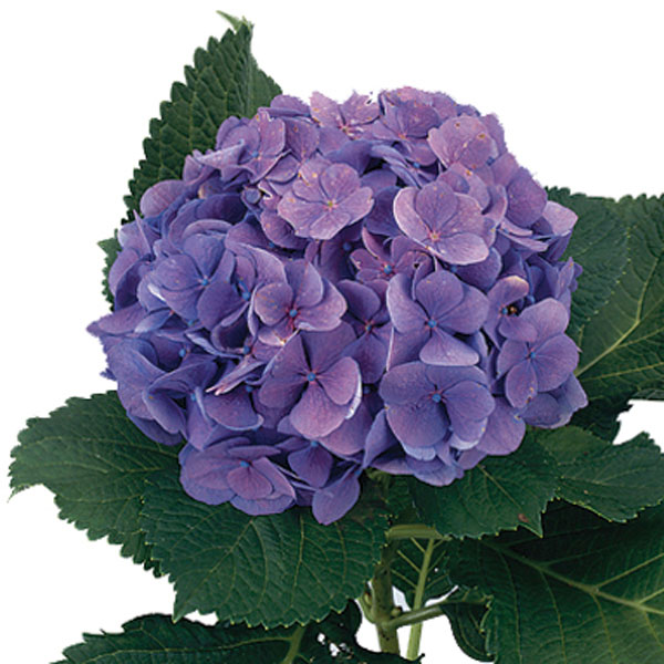 Hydrangea (Hydrangea species)