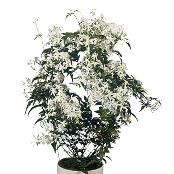 Jasmine Indoors (Jasminum polyanthum)