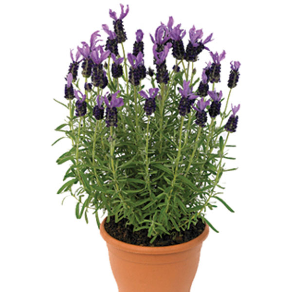 Lavender Indoors (Lavandula species)
