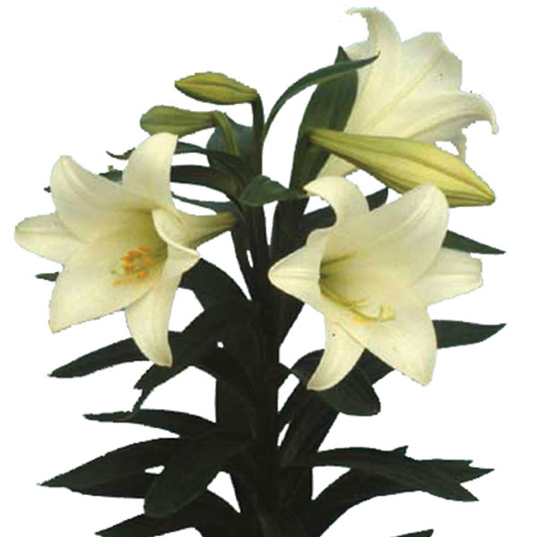 Easter Lily, Christmas Lily (Lilium longiflorum)