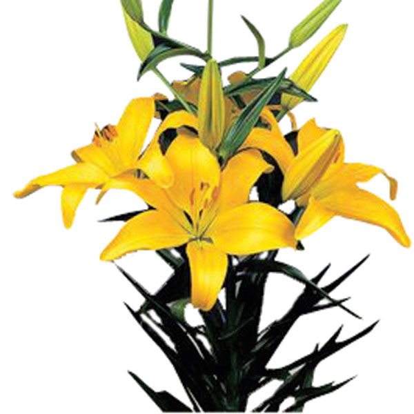 Asiatic Lily (Lilium hybrid)