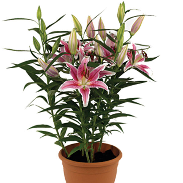 Oriental Lily (Lilium Hybrid)