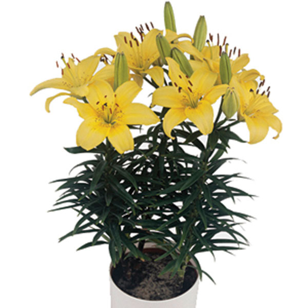 Asiatic Lily Indoors (Lilium Hybrid)