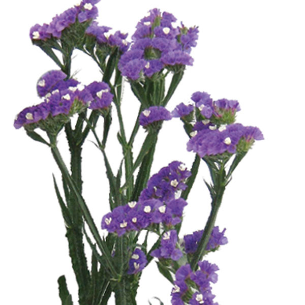 Statice (Limonium species)