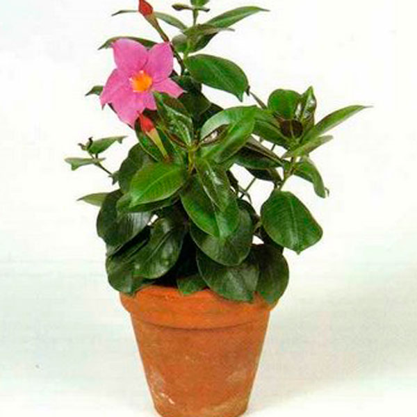 Mandevilla / Dipladenia Indoors (Mandevilla splendens)