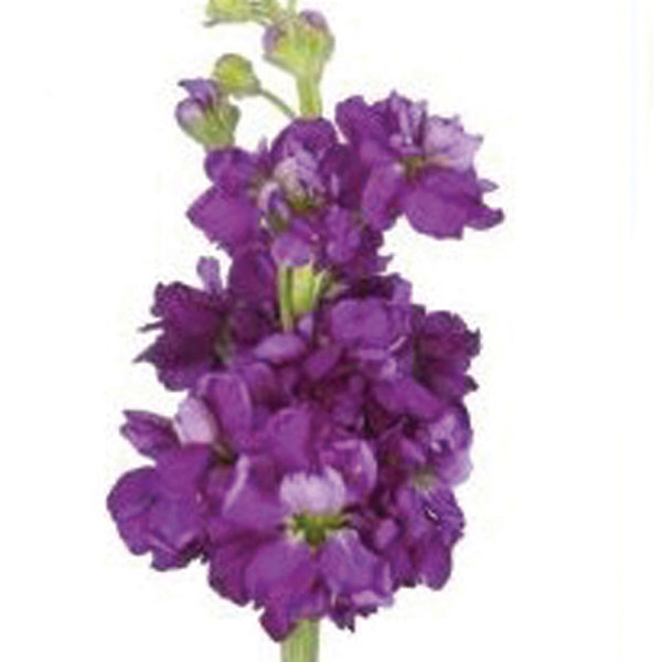 Stock (Matthiola incana)