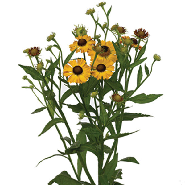 Helenium, Sneezeweed (Helenium species)