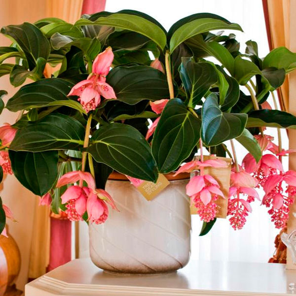 Pink Lantern (Medinilla magnifica)