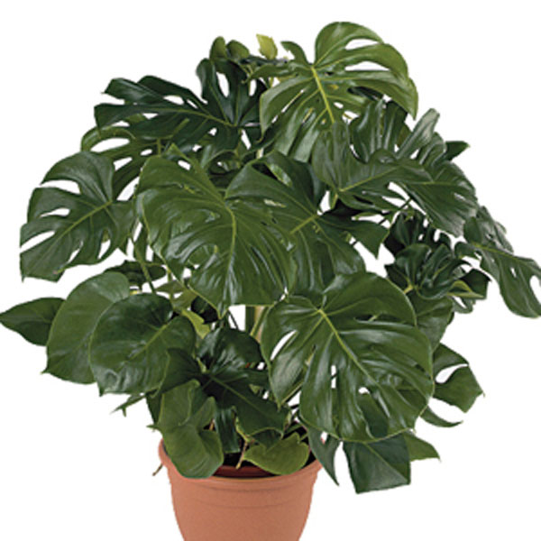 Split Leaf Philodendron (Monstera deliciosa)