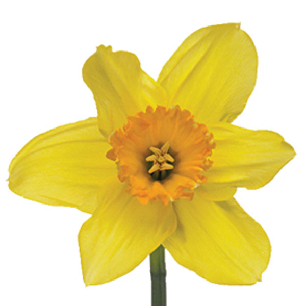 Daffodil (Narcissus species)