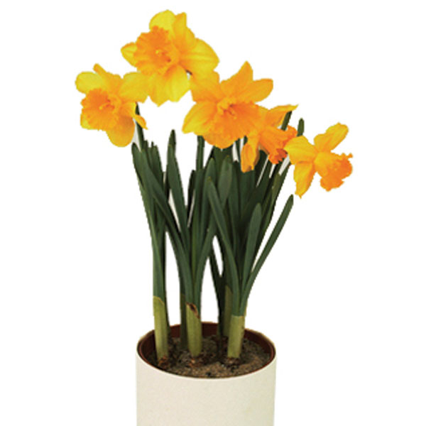 Narcissus, Daffodil Indoors (Narcissus Hybrid)