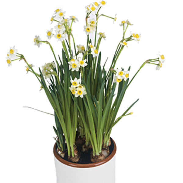 Paper Whites  Indoors (Narcissus papyraceus)