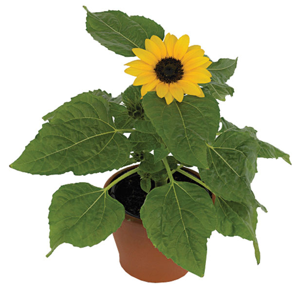 Sunflower Indoors (Helianthus annuus)
