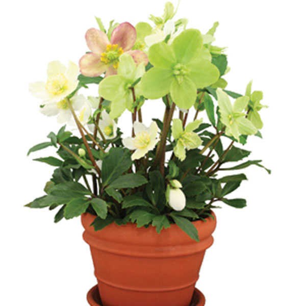 Lenten Rose, Christmas Rose (Helleborus )