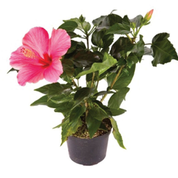 Hibiscus Indoors (Hibiscus rosa-sinensis)