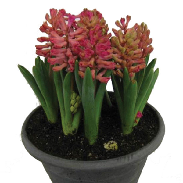 Hyacinth Indoors (Hyacinthus orientalis)