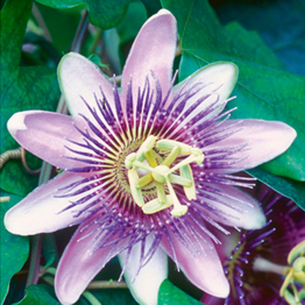 Passion Flower Indoor (Passiflora caerulea)