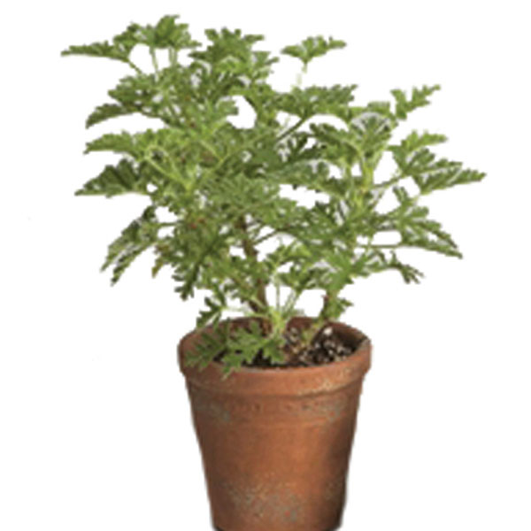 Citrosa Geranium (Pelargonium citrosum)