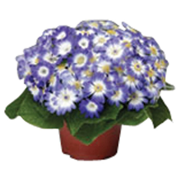 Cineraria Indoors (Pericallis x cruentus)