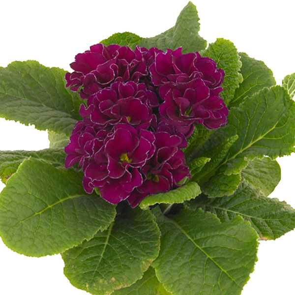 Double Primrose (Primula hybrid)