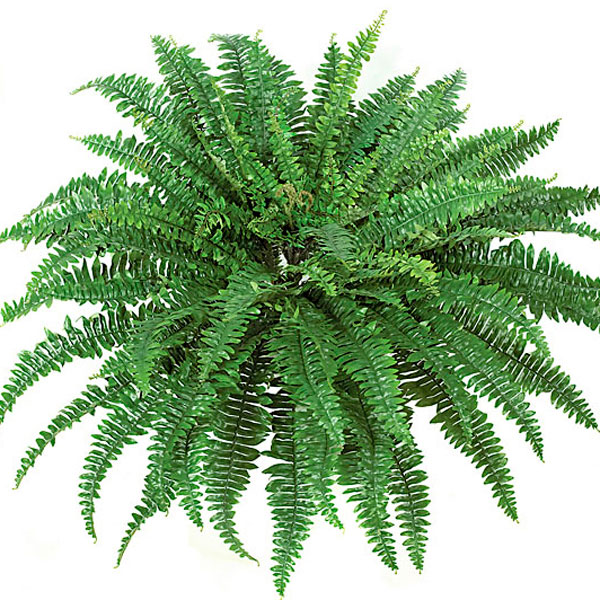 Boston Fern (Nephrolepis exaltata)