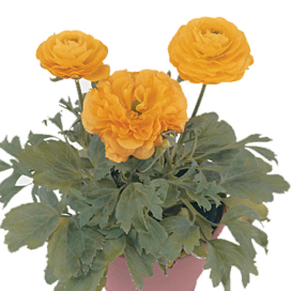 Ranunculus, Persian Buttercup (Ranunculus asiaticus)