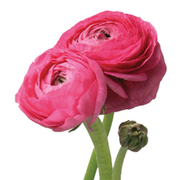 Ranunculus (Ranunculus species)