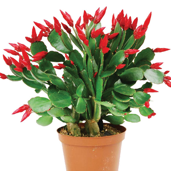 Easter Cactus, Spring Cactus (Rhipsalidopsis species)