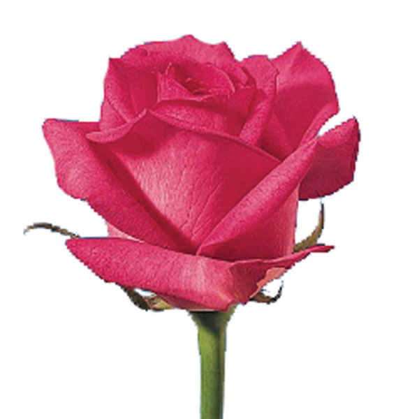 Sweetheart Rose (Rosa hybrid)