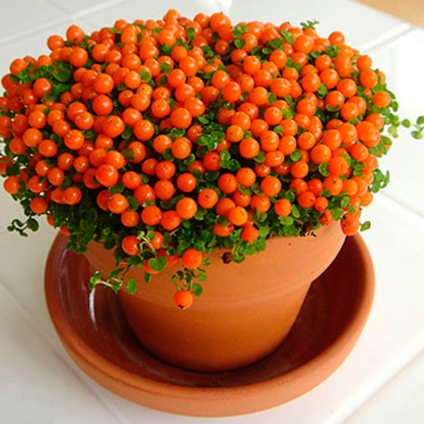 Pin-Cushion Plant, Coral Bead Plant (Nertera granadensis)