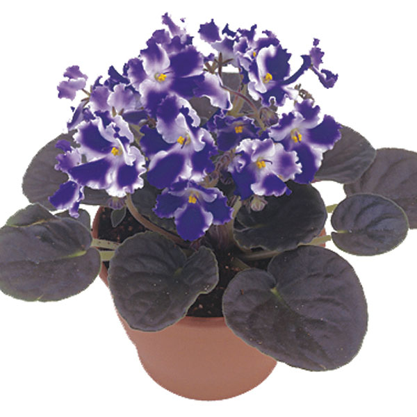 African Violet (Saintpaulia ionantha)