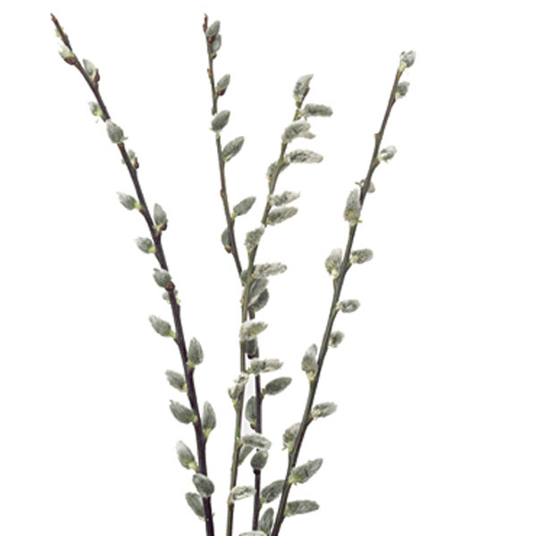 Seasons Meaningful Gift. Plant Plant Approx 5-8 Inch Easy to Grow French Pussy Willow Salix Caprea