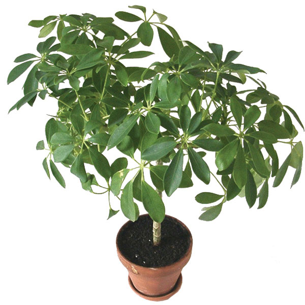 Umbrella Plant, Octopus Tree (Schefflera actinophylla)