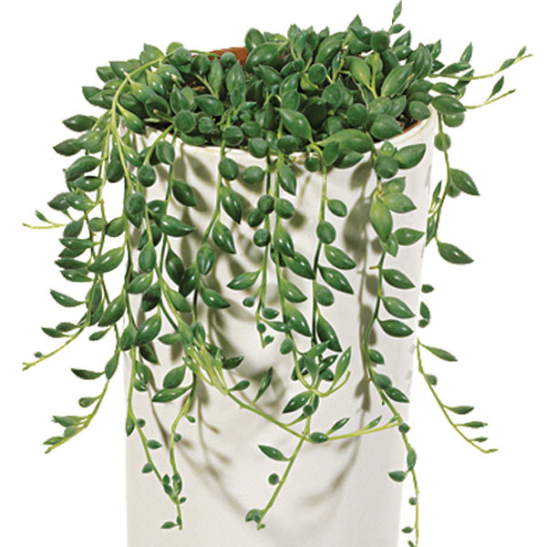 String of Pearls (Senecio rowleyanus)