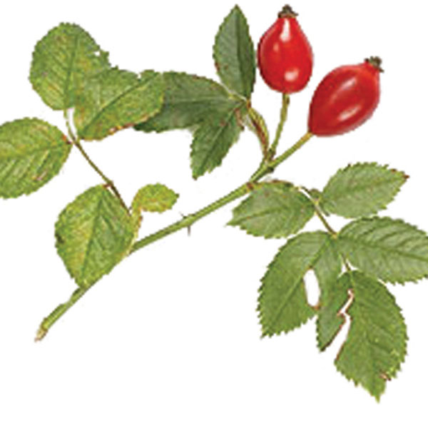 Rose Hips (Rosa rugosa)