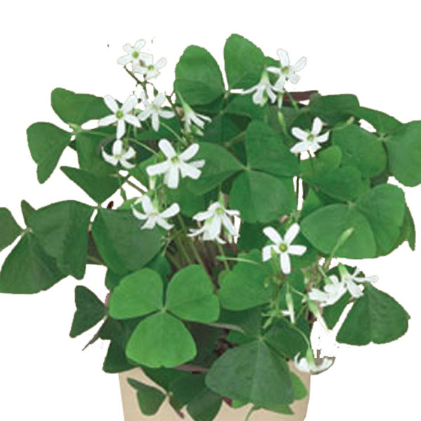 Shamrock (Oxalis regnelii)