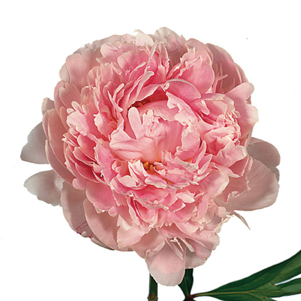 Peony (Paeonia species)