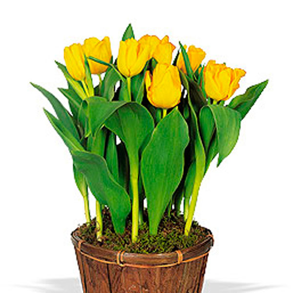 Tulip Indoors (Tulipa Hybrid)