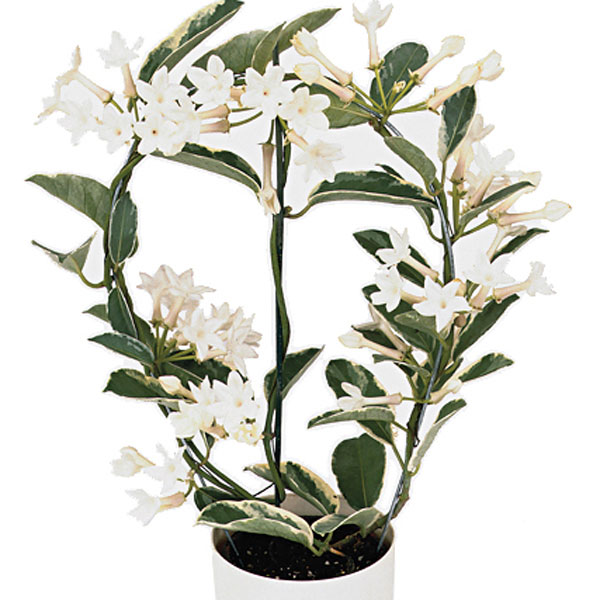 Stephanotis, Madagascar Jasmine (Stephanotis floribunda)