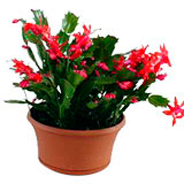 Zygocactus, Christmas Cactus (Schlumbergera species)