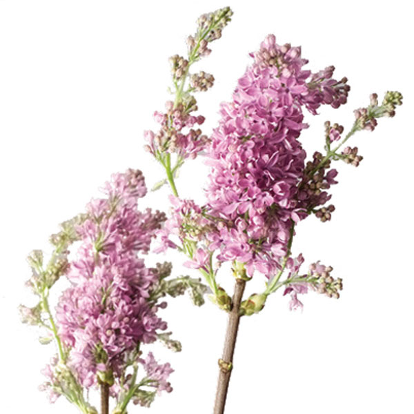 Lilac (Syringa species)
