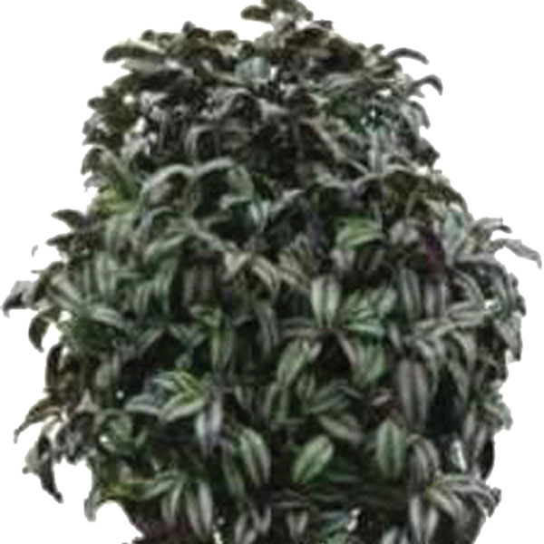 Wandering Jew (Tradescantia fluminensis)