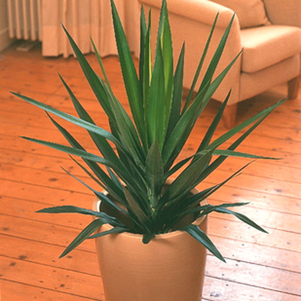 Yucca Indoors (Yucca elephantipes)