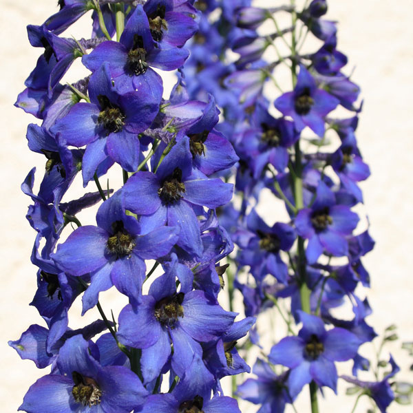 Larkspur, (Delphinium)