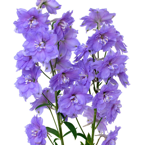 Delphinium, Larkspur (Delphinium species)