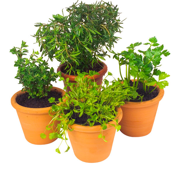 Potted Herbs