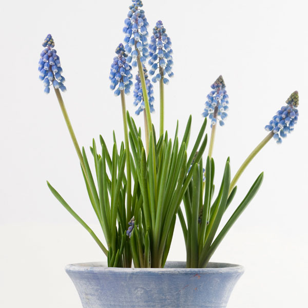 Muscari, Grape Hyacinth (Muscari armeniacum)